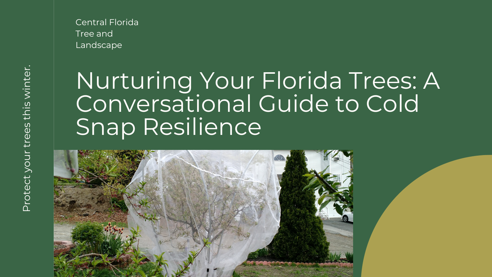 Nurturing Your Florida Trees: A Guide to Cold Snap Resilience